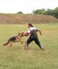 Dog training
